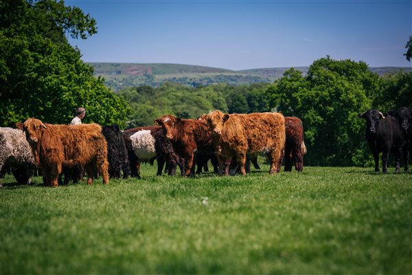 Happy cows